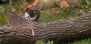 Best Emergency Tree Removal  in Carson, WA